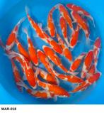 Nisai Kohaku 23-28cm, Karper of Koi