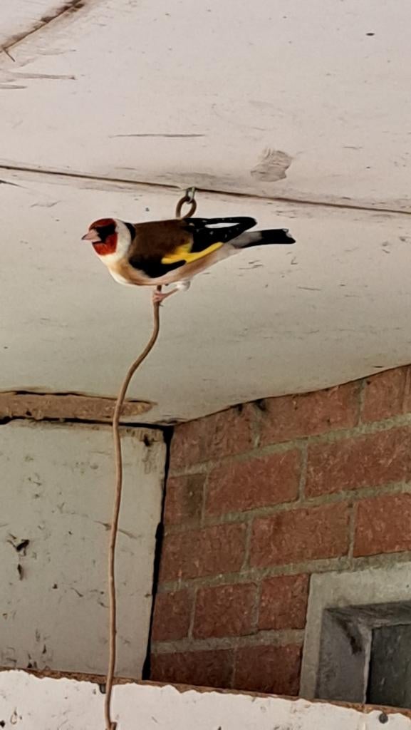 Putter man, Dieren en Toebehoren, Vogels | Overige Vogels, Mannelijk, Wildzangvogel, Geringd