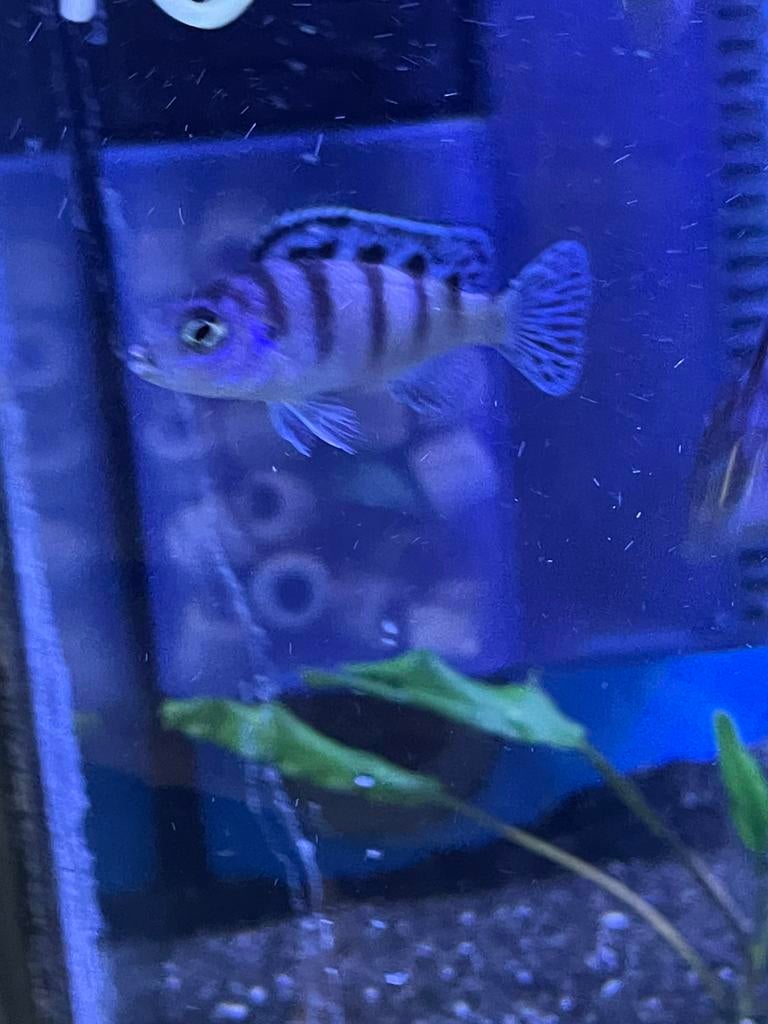 Maylandia Lombardoi ( eigen foto’s kweekdieren), Dieren en Toebehoren, Vissen | Aquariumvissen, Vis
