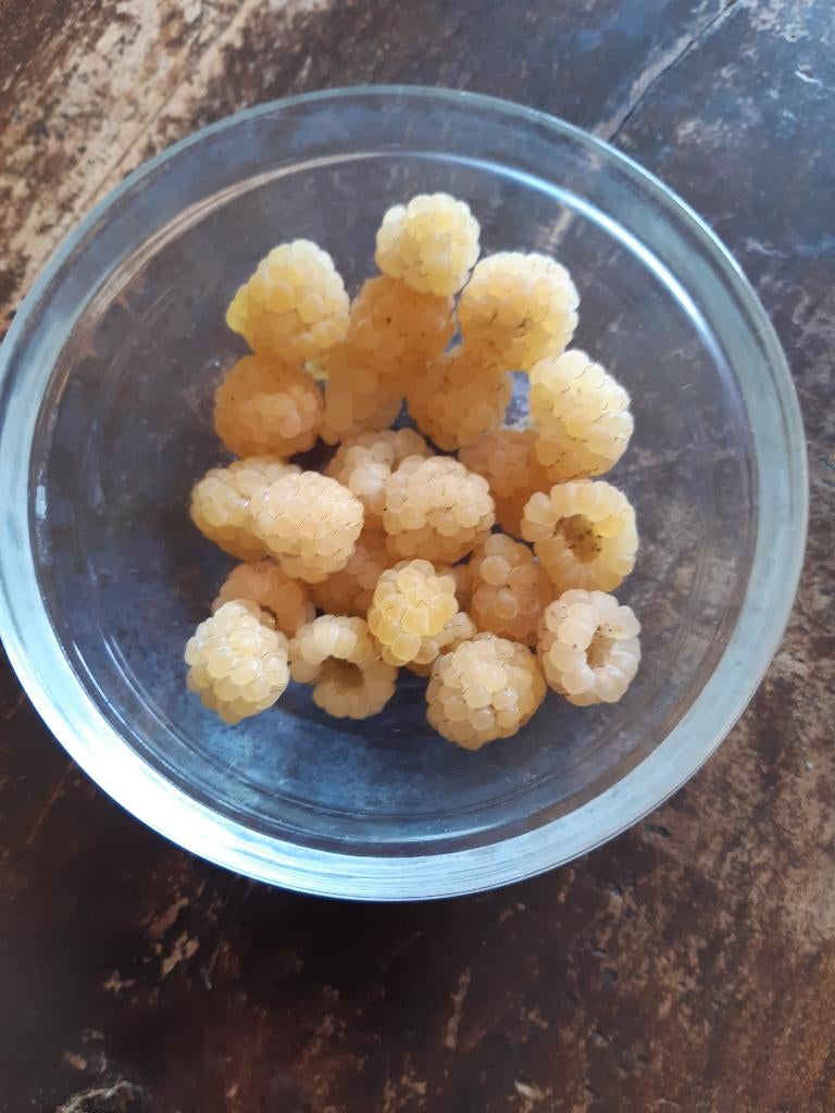 gele frambozenstruikjes, Tuin en Terras, Ophalen, Vaste plant, Overige soorten, Volle zon