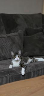 Bibi kitten van net 9 maanden oud (binnen kat), Dieren en Toebehoren