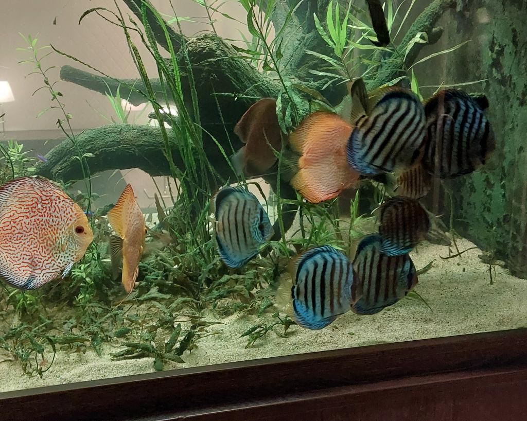 Discus (15 stuks), kongozalm, kardinaal, sleutelgatcichlide, Dieren en Toebehoren, Vissen | Aquariumvissen, Vis, Zoetwatervis
