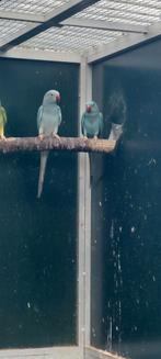 Halsbandparkiet, Meerdere dieren, Parkiet