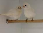 Te koop witte five fancy kanaries, Dieren en Toebehoren, Vogels | Kanaries, Meerdere dieren, Postuurkanarie