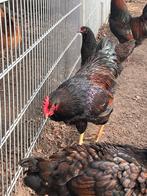 Barnevelder haan dubbel gezoomde, Dieren en Toebehoren, Mannelijk, Kip