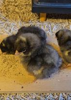 Noord Hollandse Blauwe haantjes - ruim 3 weken oud, Dieren en Toebehoren, Pluimvee, Mannelijk, Kip
