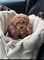 Hondentas AB Citybag Diana Bouclé Beige, Ophalen, Zo goed als nieuw