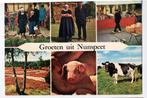 Nunspeet - Klederdracht warenmarkt boer boerin koe biggen, Ophalen of Verzenden, 1960 tot 1980, Gelopen, Overige soorten