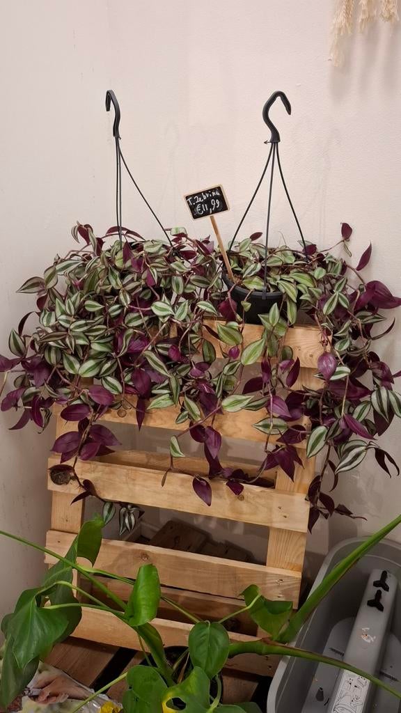 Tradescantia Zebrina, Huis en Inrichting, Kamerplanten, Overige soorten, In pot, Minder dan 100 cm, Groene kamerplant