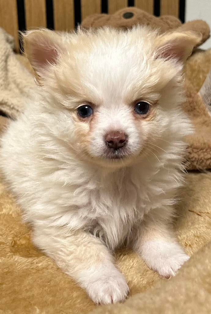 Pomchi pup reutje pomeriaan x chihuahua puppy 🐾💙, Reu, 8 tot 15 weken, Parvo, Eén hond