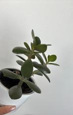 Crassula ovata, Huis en Inrichting, Ophalen, Halfschaduw, Minder dan 100 cm