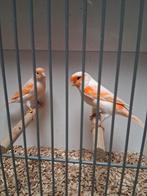 Vele soorten kanaries parkieten tropen papagaaien zaterdag o, Meerdere dieren, Kleurkanarie