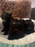 Prachtige Britse Korthaar Kittens met Stamboom, Dieren en Toebehoren, Katten en Kittens | Raskatten | Korthaar, Meerdere dieren