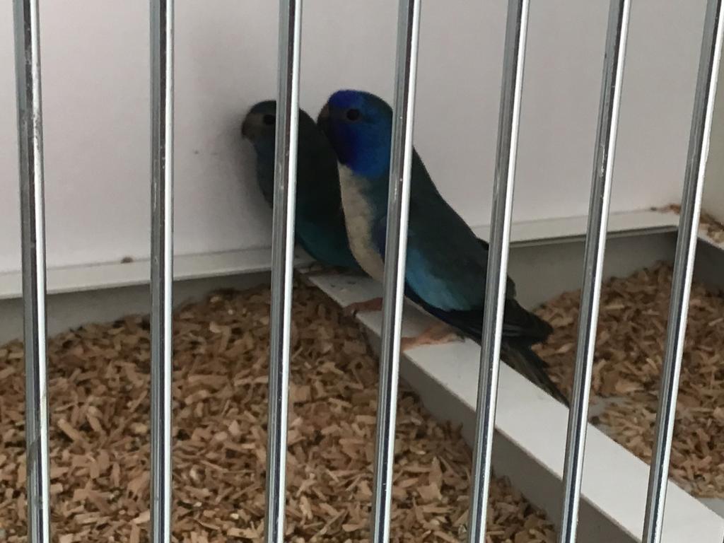 Blauwe Witbost Splendid parkieten, Dieren en Toebehoren, Meerdere dieren, Roofvogel, Geringd