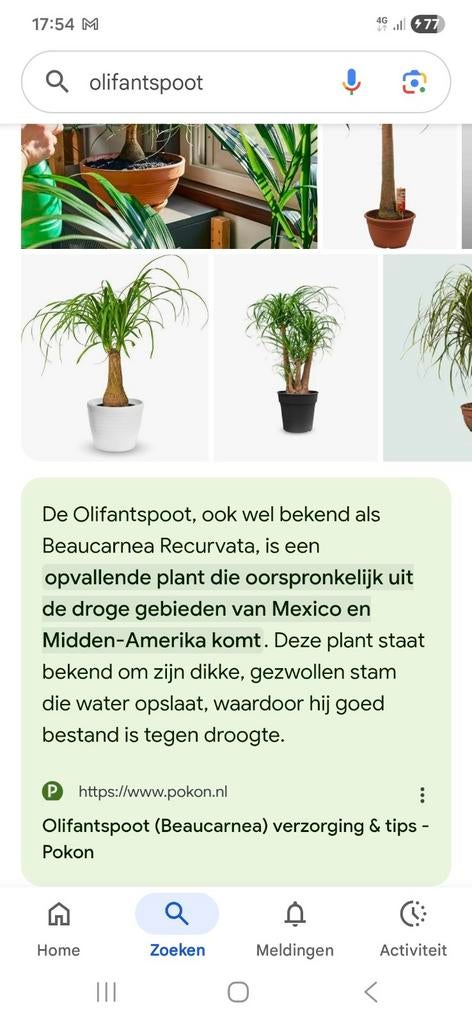 Grote plant Olifantspoot, Ophalen of Verzenden, Halfschaduw, Minder dan 100 cm