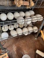 Mooie grote, witte schone ganzen eieren, Ophalen of Verzenden, Zo goed als nieuw, Broedmachine