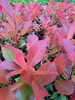 20 Glasmispel Photinia Red Robin planten €100, Ophalen of Verzenden, Overige soorten, Haag, Minder dan 100 cm