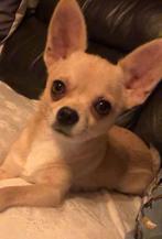 Chihuahua, Dieren en Toebehoren, België, Particulier, 1 tot 2 jaar, Teef