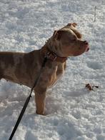 bully teef merle tricolor abkc stamboom, België, Particulier, 1 tot 2 jaar, Teef