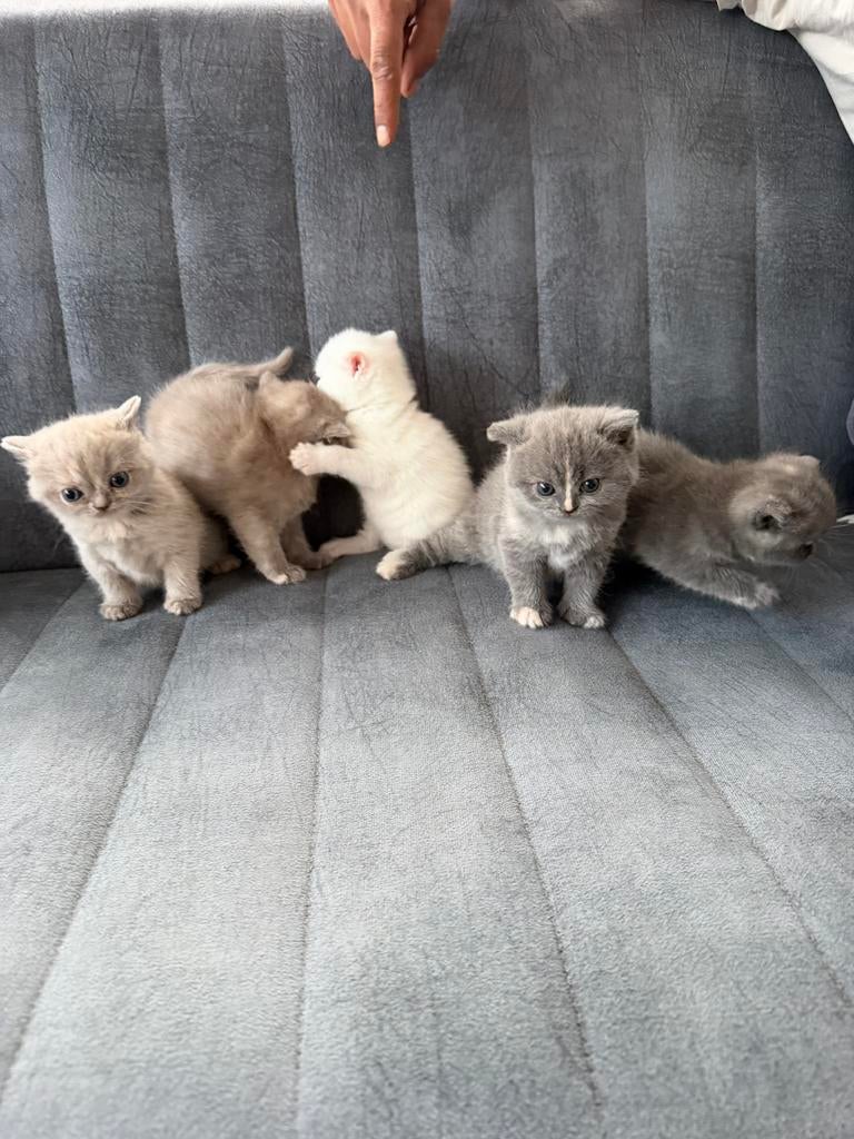 Britskorthaar kittens enkel witte beschikbaar, Meerdere dieren, Met stamboom