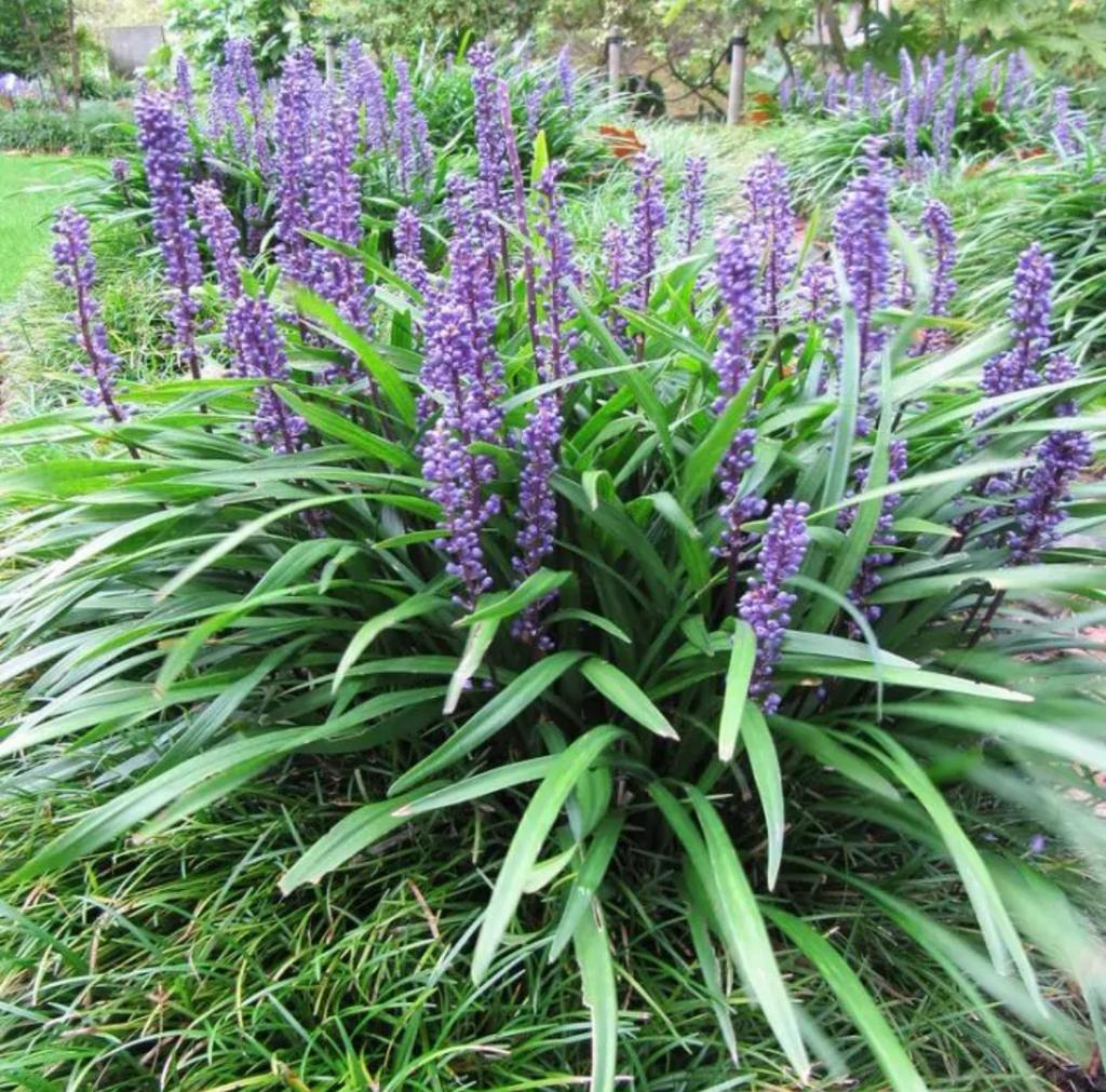 Liriope muscari, Leliegras, tuinplant, siergras, Tuin en Terras, Planten | Tuinplanten, Ophalen, Overige soorten, Halfschaduw