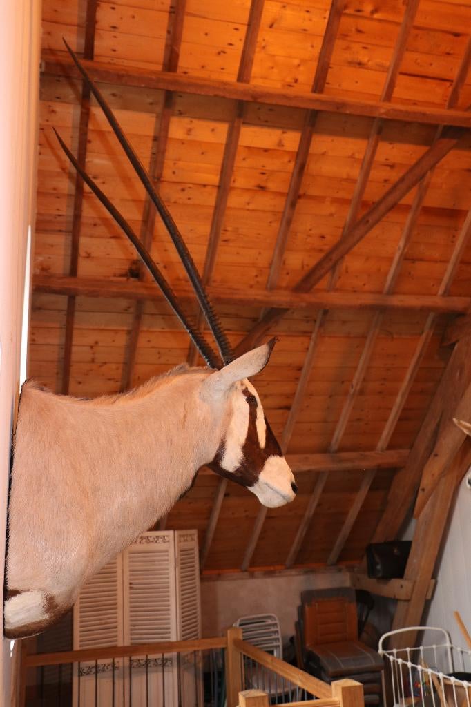 Zeer gave opgezette Oryx, Verzamelen, Ophalen, Nieuw, Wild dier, Gewei of Kop