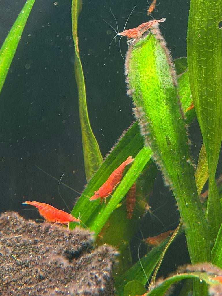 Neocaridina Red Sakura vuurgarnalen groep (ook los), Kreeft, Krab of Garnaal