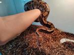MOET WEG Koningspython en toebehoren, Dieren en Toebehoren, Reptielen en Amfibieën, Slang, Met terrarium, 3 tot 6 jaar
