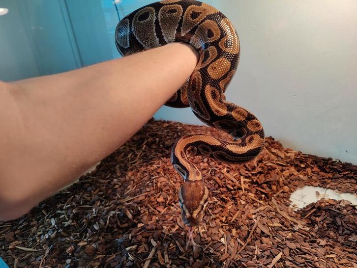 MOET WEG Koningspython en toebehoren, Dieren en Toebehoren, Reptielen en Amfibieën, Slang, 3 tot 6 jaar, Met terrarium