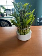 Lucky Bamboo met wit of zwart potje, 10 cm hoog, Overige soorten, In pot, Minder dan 100 cm, Groene kamerplant