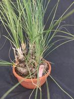 Calibanus hookeri 28, caudex 13, hoogte incl. pot 50 cm, Ophalen, Vaste plant, Overige soorten, Halfschaduw