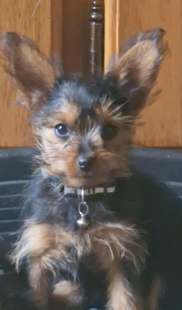 Yorkshire terrier, Dieren en Toebehoren, Yorkshire Terriër, Reu, 8 tot 15 weken, Meerdere