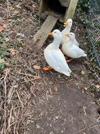 Kwaker - woerd - 2025, Mannelijk, Eend