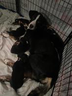 Te Koop leuke, vriendelijke Appenseller Sennenhond puppy’s, Dieren en Toebehoren, Parvo, Overige rassen, 8 tot 15 weken, Meerdere