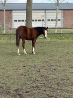 Super lieve jaarling Quarter merrie te koop, Dieren en Toebehoren, Merrie, Met stamboom, Minder dan 160 cm, 0 tot 2 jaar