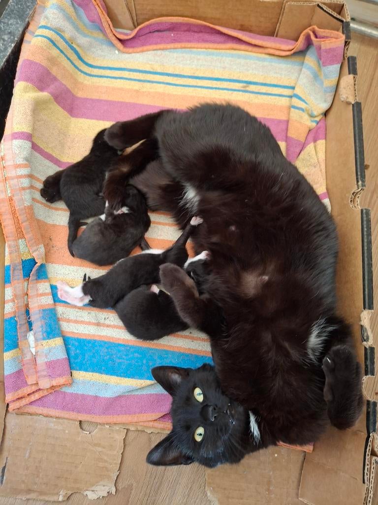 Kittens, Meerdere dieren