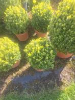 Buxus bollen, Tuin en Terras, Ophalen, Buxus, Minder dan 100 cm