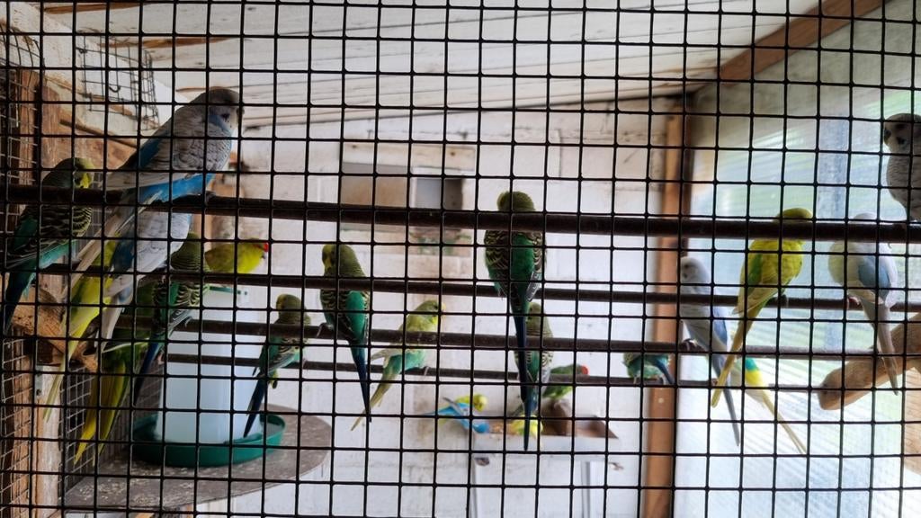 Parkieten in diverse kleuren. Mannen en poppen,  broedrijp., Meerdere dieren, Parkiet