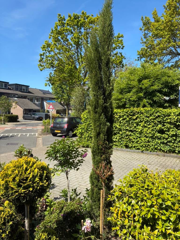 Grote cypres, Tuin en Terras, Planten | Bomen, Ophalen of Verzenden, Volle zon, Overige soorten