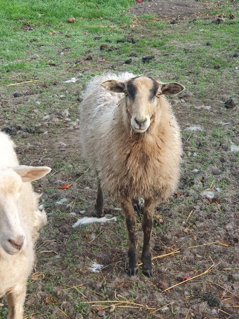 Maasduinen ooilam ook drachtige schapen schaap, Vrouwelijk, Schaap