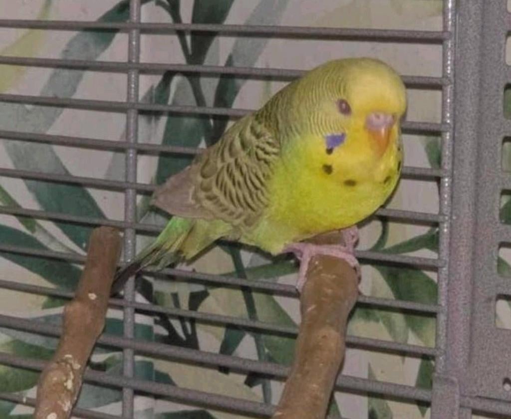 Dunfallow split Blackface split blackwing, Dieren en Toebehoren, Mannelijk, Parkiet