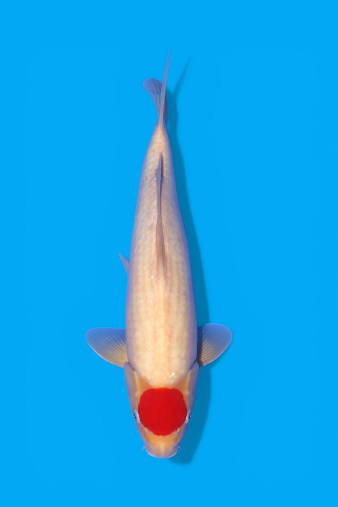 Tancho showa Tancho kohaku ISA koi farm nieuw bij Heeschkoi, Dieren en Toebehoren, Vissen | Vijvervissen, Karper of Koi
