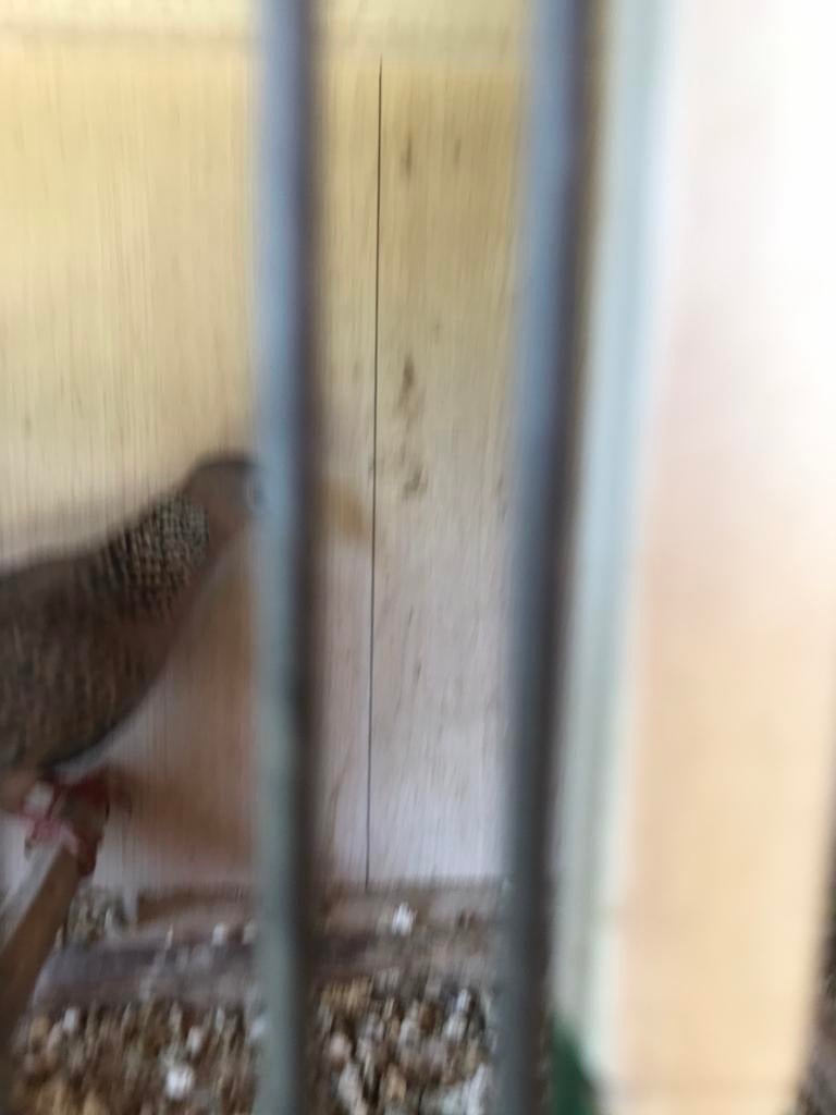 Parelhals doffer, Mannelijk, Kropper