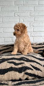Poedel pups toy x dwerg abrikoos, Poedel, Parvo, Nederland, 8 tot 15 weken