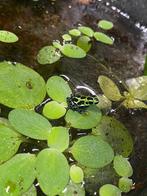 Gifkikkertjes Ranitomeya variables, Dieren en Toebehoren, Reptielen en Amfibieën, Amfibie, 0 tot 2 jaar