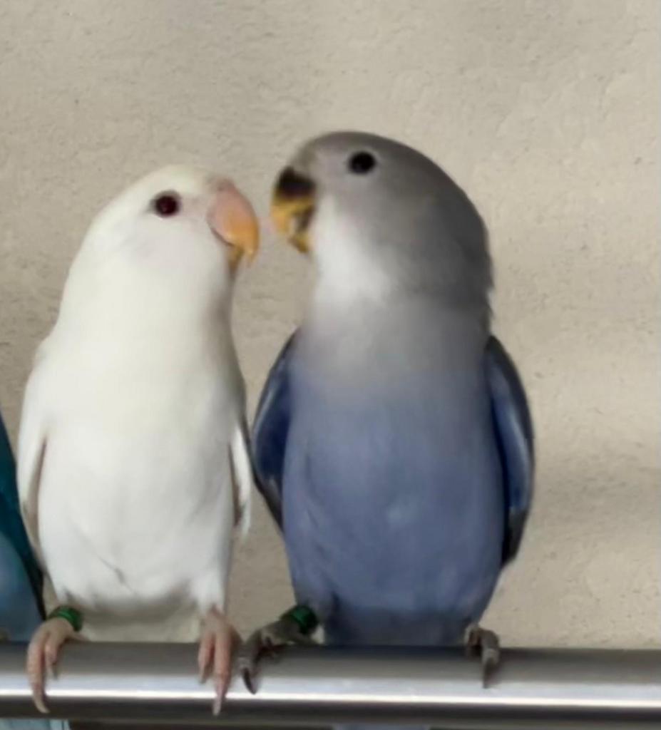 Prachtige Lieve Jonge en Gezonde Hand Tamme Agapornis, Dieren en Toebehoren, Vogels | Parkieten en Papegaaien, Meerdere dieren