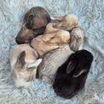 Nestje minilop x Nederlandse hangoor dwerg konijn/konijntjes, Meerdere dieren, Dwerg, Hangoor, 0 tot 2 jaar