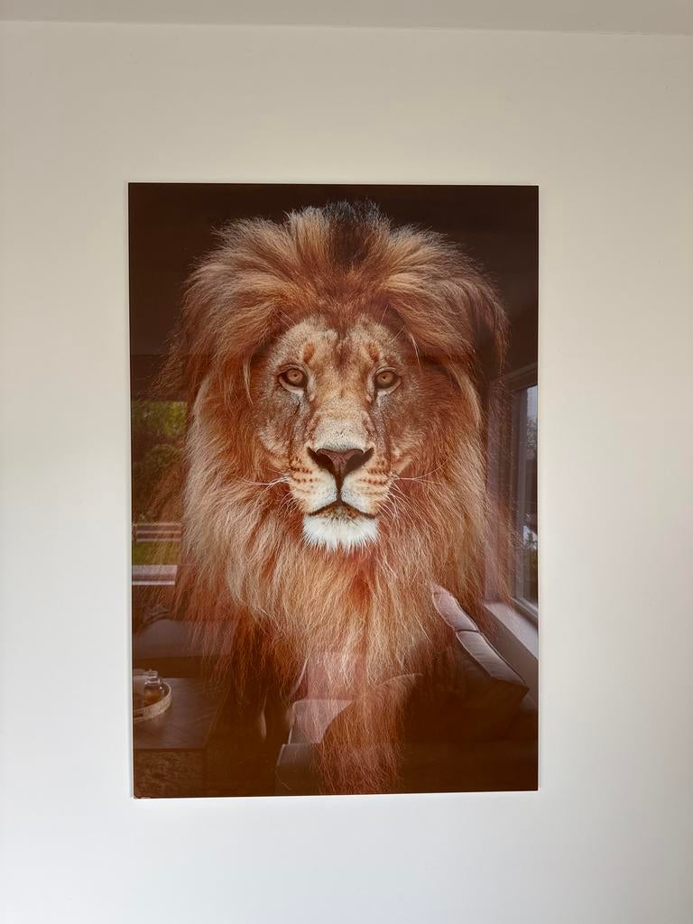 Indrukwekkende Leeuwenprint op Plexiglas, Ophalen of Verzenden, 75 cm of meer, 50 tot 75 cm, Print