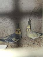 2 mooie koppels valkparkieten, Dieren en Toebehoren, Vogels | Parkieten en Papegaaien, Meerdere dieren, Parkiet