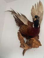 Opgezette fazant in zeer goede conditie, Dieren en Toebehoren, Vogels | Overige Vogels, Mannelijk